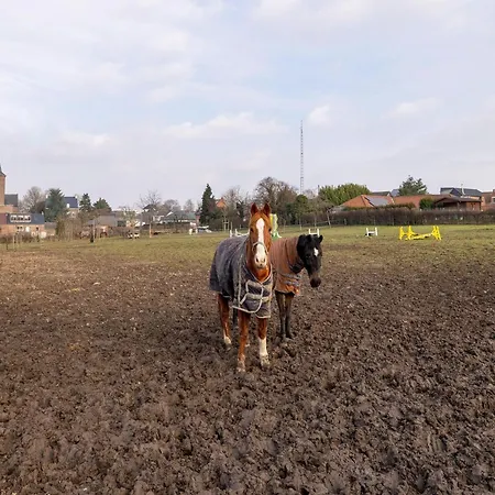 Square Farm In The Beautiful Blossom Region Sint-Truiden